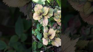 Coleus Plant shorts [upl. by Delphina641]