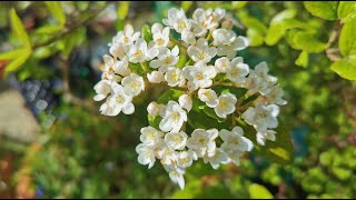 Burkwood Viburnum  Viburnum x burkwoodii one of the most fragrant shrubs for scented gardens [upl. by Amihc58]