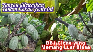 Clone Unggulan BB1 juga Sebagai PejantanMCC02BB1 [upl. by Yanad]