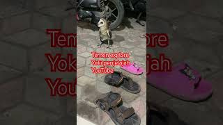 Temen explore yoki penjelajah shorts yokipenjelajah youtuber [upl. by Icam]