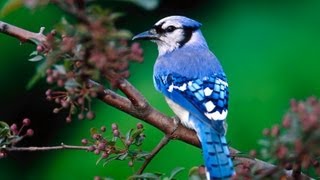 Blue Jay Bird Call Singing In The Forest [upl. by Erlewine]