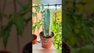 Así crece este Pilosocereus 🌵 Catus Garden At Home Catus Pilosocereus Collection Growth Update [upl. by Jo-Ann]