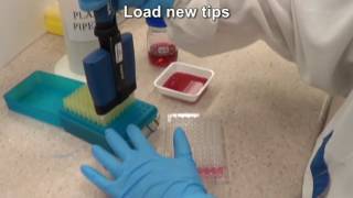 Serial dilutions using a multichannel pipette [upl. by Airym]