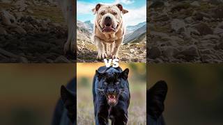 Black panther vs white animal lion tiger polar bear leopard  blackpanther lion tiger leopard [upl. by Hafeetal]