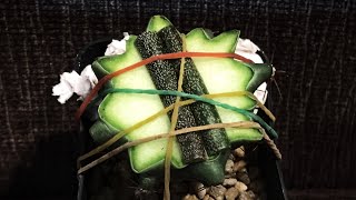 กราฟ คาปุด เมดูซ่า Astrophytum caput medusae [upl. by Tirzah]