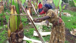 Traditional Enset Processing Practices in Gamo Highlands of Ethiopia [upl. by Oijile]