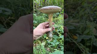 leccinum bolete foraginguk mushroom wildmushrooms fungi ediblemushrooms mushroompicking [upl. by Benil]