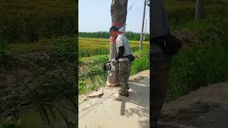 Roadside logging near power lines Good tools and machinery make work easy [upl. by Tychonn]