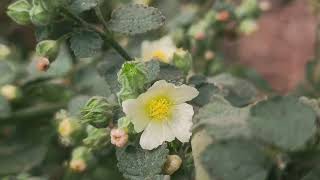 Flowers of Sida cordifolia [upl. by Wahl109]