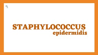 Staphylococcus Epidermidis Microbiology Full Lecture  Catheter Associated Infections [upl. by Fenton771]