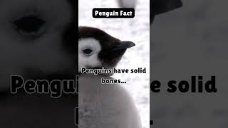 Interesting Penguin Fact 007 [upl. by Darce]