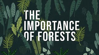 The Importance of Forests  How to protect Forests [upl. by Niveg]