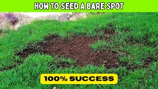 Seed amp Repair BARE SPOTS In The Lawn How To NEVER FAIL [upl. by Laverna595]