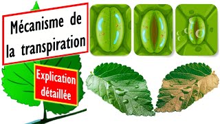 Comment les stomates s’ouvrent et se ferment  Explication détaillée [upl. by Norat548]