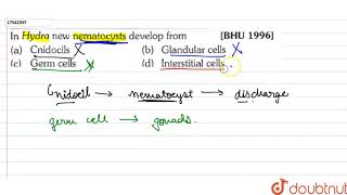 In Hydra new nematocysts develop from [upl. by Janith]