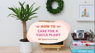 How To Care For A Yucca Plant  Apartment Therapy [upl. by Assiled]