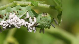 Tobacco Hornworm Parasitoids Emerge from their cocoons [upl. by Nichole]