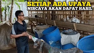 Breeding 47 Ekor Masih Bisa Bertani Dan Buruh Harian Kuncinya Ada Di Siasat Pakan [upl. by Saloma]