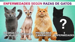 ENFERMEDADES más comunes en GATOS SEGÚN SU RAZA  Siamés Sphynx británicos Maine Coon persa y [upl. by Winebaum469]