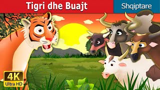 Tigri dhe Buajt  Tiger and Buffaloes in Albanian  AlbanianFairyTales [upl. by Assylla]