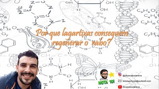 Bioexatas Explicaê Como as lagartixas regeneram o rabo [upl. by Tannie]