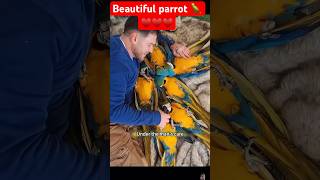 Bird of paradise care tips  BEAUTIFUL parrot 🦜♥️♥️ shortvideo parrot birds pets [upl. by Aivilo]