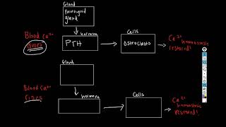 Calcium Homeostasis [upl. by Rashidi]