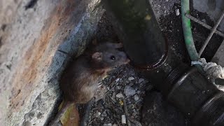 Officials Try to Curb Rat Problem at Famed Colosseum in Rome [upl. by Benildas]