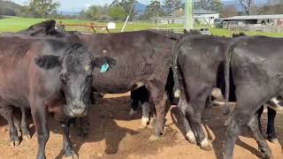 MARSHMAN Angus X heifers [upl. by Astra645]