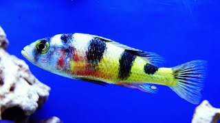 Zebra Obliquidens African Cichlid Lake Victoria HD [upl. by Airelav]