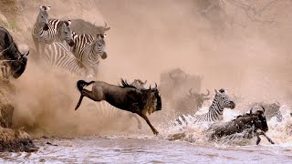 The Great Wildebeest Migration in Serengeti Tanzania [upl. by Ahsinrad]