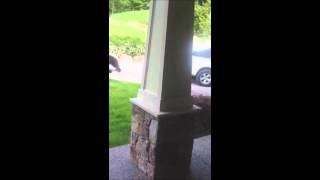 suburban black bear fight raw footage [upl. by Jeane]