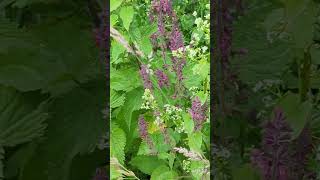 Flowers of our South Norfolk fields  Hedge Woundwort [upl. by Lledal]