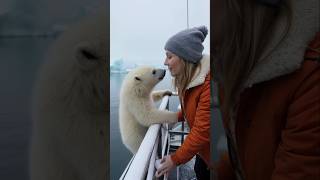 A little polar bear that wants to get on the boat polarbear cuteanimals arcticanimals [upl. by Anahsar]