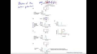 Action potential phases [upl. by Aeila]