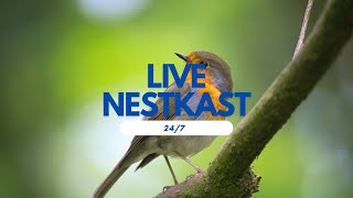 LIVE Nestkast [upl. by Lorrac]