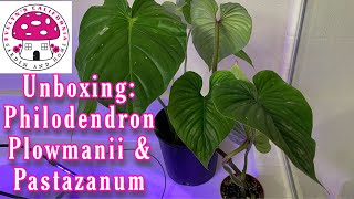 Unboxing Philodendron Plowmanii amp Pastazanum [upl. by Akiemat]