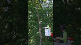 Tree removal with CMC spider lift treework tree arborist shorts [upl. by Akima]