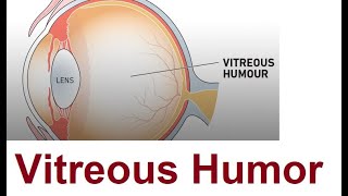 Anatomy of Vitreous Humor [upl. by Alraep]