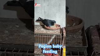 Baby feeding reelsvideos pigeon kobutor [upl. by Imas378]