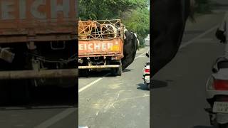 🤯 Look what Happened cowvideos cow cowmandi yt ytshortsindia punjab [upl. by Ahsiliw]