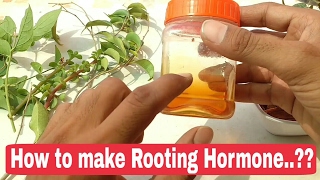 How to make Rooting Hormone at home Organic rooting hormone at home [upl. by Enilraep]