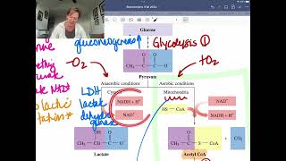 30K View  pyruvate dehydrogenase [upl. by Elrae]