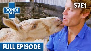 Frail Orphan Foal Will Die Without a New Mum 🐴  Bondi Vet Season 7 Ep 1  Bondi Vet Full Episodes [upl. by Namia]