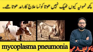 janwaro ma pneumonia ka ilajtreatment of mycoplasma pneumonia  Dr Latif Ur Rehman [upl. by Giulia]