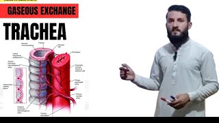 Trachea  Composition  Location  Size  and Function  Explained by Sir Amin Ullah In Urdu ampH [upl. by Einnov]