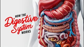 How the Digestive System Works How does your body turn food into poop Human digestive system [upl. by Jaehne52]