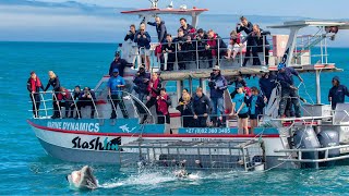 Shark Cage Diving Adventures Marine Dynamics South Africa [upl. by Netti365]