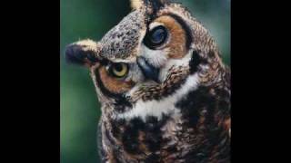 Song for Owl Loon Violin and Cricket Ensemble [upl. by Yci]