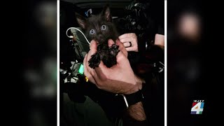 ‘We’re glad we got to help’ JSO officers rescue trapped kitten from storm drain in Fairfax [upl. by Alleen]